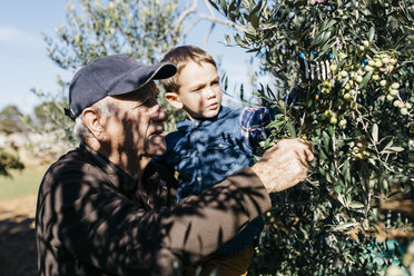 Älterer Mann und Enkel pflücken Oliven vom Baum - JRFF02124