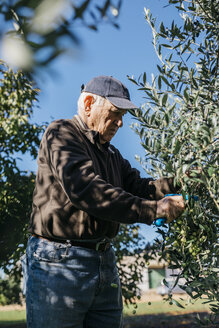 Älterer Mann pflückt Oliven vom Baum - JRFF02128