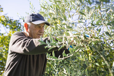 Senior man picking olives from tree - JRFF02129