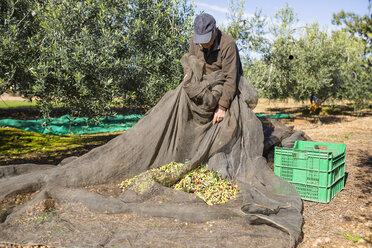 Älterer Mann bei der Olivenernte im Obstgarten - JRFF02130