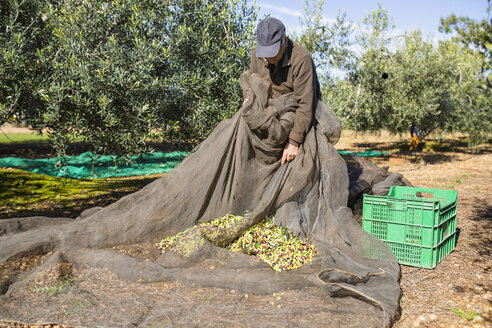 Älterer Mann bei der Olivenernte im Obstgarten - JRFF02130