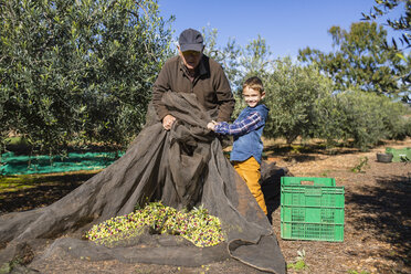 Älterer Mann und Enkel ernten gemeinsam Oliven im Obstgarten - JRFF02131