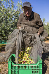 Portrait of senior man harvesting olives in orchard - JRFF02132