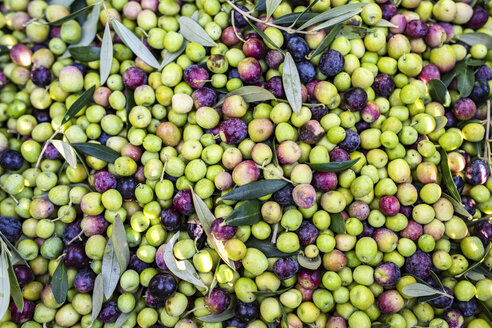 Background of freshly picked olives - JRFF02133