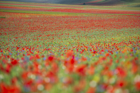 Italien, Umbrien, Nationalpark Sibillini, Blühende Blumen am Piano Grande di Castelluccio di Norcia - LOMF00758