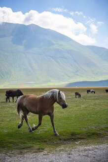 Italien, Umbrien, Nationalpark Sibillini, Pferde auf der Hochebene Piano Grande di Castelluccio di Norcia - LOMF00761