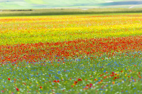 Italien, Umbrien, Nationalpark Sibillini, Blühende Blumen und Linsen am Piano Grande di Castelluccio di Norcia, lizenzfreies Stockfoto