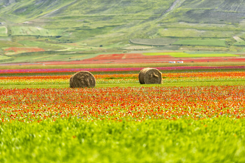 Italien, Umbrien, Nationalpark Sibillini, Blühende Linsen und Blumen am Piano Grande di Castelluccio di Norcia, lizenzfreies Stockfoto