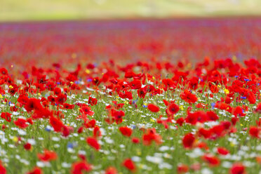 Italien, Umbrien, Nationalpark Sibillini, Blühende Blumen am Piano Grande di Castelluccio di Norcia - LOMF00769