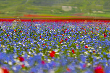 Italien, Umbrien, Nationalpark Sibillini, Blühende Blumen am Piano Grande di Castelluccio di Norcia - LOMF00770