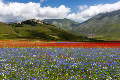 Italien, Umbrien, Nationalpark Sibillini, Blühende Blumen am Piano Grande di Castelluccio di Norcia, lizenzfreies Stockfoto