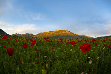 Italien, Umbrien, Nationalpark Sibillini, Blühende Blumen und Linsen am Piano Grande di Castelluccio di Norcia - LOMF00774