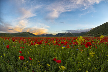 Italy, Umbria, Sibillini National Park, Blooming flowers and lentils on Piano Grande di Castelluccio di Norcia - LOMF00775