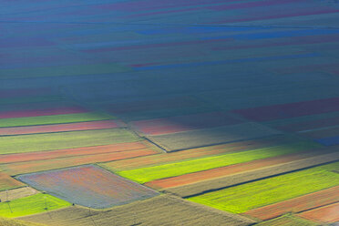 Italien, Umbrien, Nationalpark Sibillini, Blühende Linsen am Piano Grande di Castelluccio di Norcia - LOMF00778