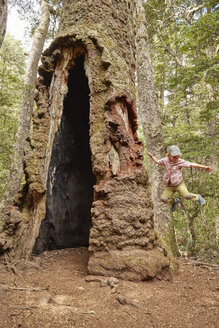 Chile, Puren, Nahuelbuta National Park, Junge springt auf einen alten Araukarienbaum - SSCF00074