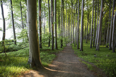 Germany, Mecklenburg-Western Pomerania, Ruegen, Jasmund National Park, Beech forest - MAMF00246