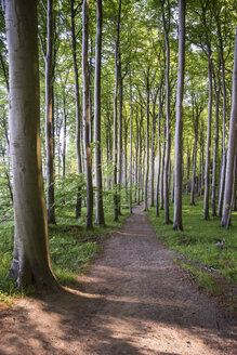 Deutschland, Mecklenburg-Vorpommern, Rügen, Nationalpark Jasmund, Buchenwald - MAMF00247