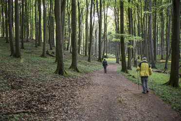 Germany, Mecklenburg-Western Pomerania, Ruegen, Jasmund National Park, hikers in beech forest on hiking trail - MAMF00248