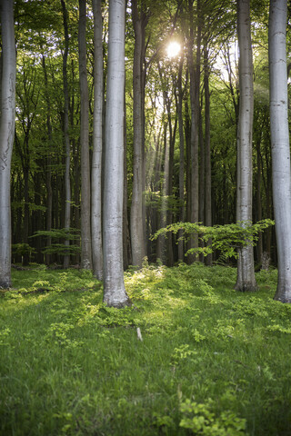 Germany, Mecklenburg-Western Pomerania, Ruegen, Jasmund National Park, Beech forest stock photo