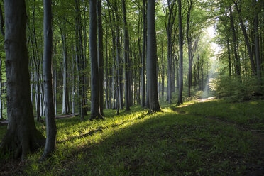 Deutschland, Mecklenburg-Vorpommern, Rügen, Nationalpark Jasmund, Buchenwald - MAMF00252