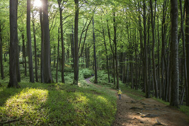 Germany, Mecklenburg-Western Pomerania, Ruegen, Jasmund National Park, hikers in beech forest on hiking trail - MAMF00253