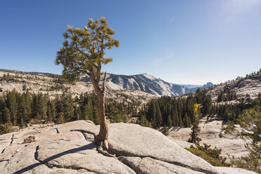 USA, Kalifornien, Yosemite National Park, Aussichtspunkt mit Baum im Herbst - KKAF03014