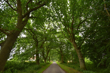 Germany, Mecklenburg-Western Pomerania, Ruegen, Sellin, empty tree-lined road - FDF00270