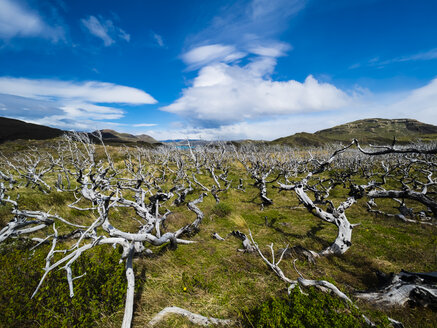 Chile, Patagonien, Torres del Paine National Park, abgestorbene Bäume - AMF06265