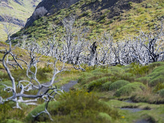 Chile, Patagonien, Torres del Paine National Park, abgestorbene Bäume - AMF06272