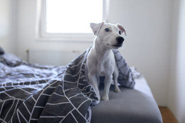 Porträt eines Hundes, der zu Hause auf dem Bett sitzt - ZEDF01776