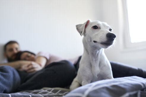 Porträt eines weißen Hundes, der zu Hause auf dem Bett liegt - ZEDF01777