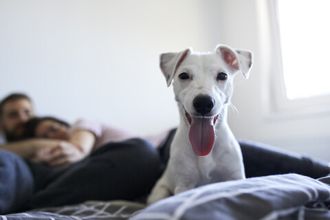 Porträt eines weißen Hundes, der zu Hause auf dem Bett liegt, lizenzfreies Stockfoto