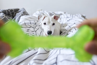 Man showing his dog green plastic bone - ZEDF01780