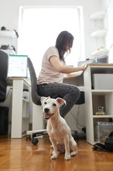 Porträt eines weißen Hundes, der im Büro wartet, während sein Besitzer am Schreibtisch arbeitet - ZEDF01782