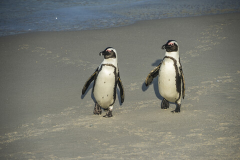 Südafrika, Kap der guten Hoffnung, Boulders Strand, Eselspinguine, Spheniscus demersus, lizenzfreies Stockfoto