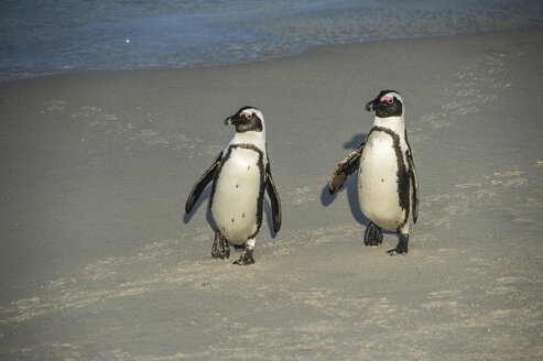 Südafrika, Kap der guten Hoffnung, Boulders Strand, Eselspinguine, Spheniscus demersus - RUNF00271