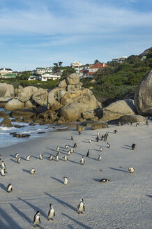 Südafrika, Kap der guten Hoffnung, Boulders Strand, Eselspinguin-Kolonie, Spheniscus demersus - RUNF00272