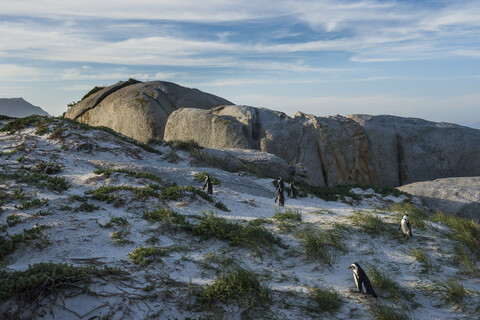 Südafrika, Kap der guten Hoffnung, Boulders Strand, Eselspinguin-Kolonie, Spheniscus demersus, lizenzfreies Stockfoto
