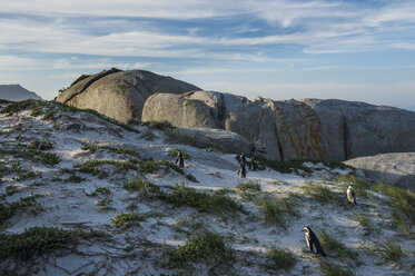 Südafrika, Kap der guten Hoffnung, Boulders Strand, Eselspinguin-Kolonie, Spheniscus demersus - RUNF00273