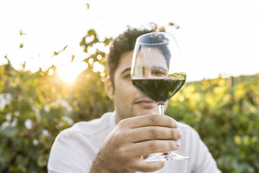 Italien, Toskana, Siena, junger Mann begutachtet Rotwein in einem Weinberg bei Sonnenuntergang - FBAF00206