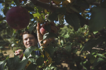 Junge pflückt Apfel am Baum - CAVF56041