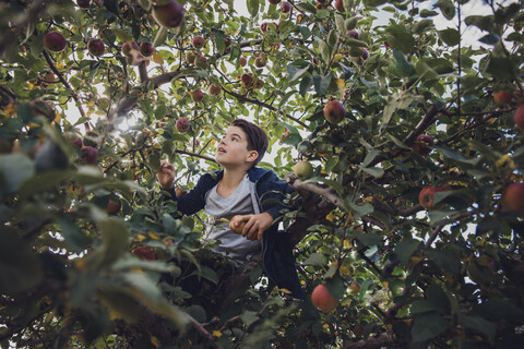 Junge sitzt auf einem Apfelbaum im Obstgarten, lizenzfreies Stockfoto