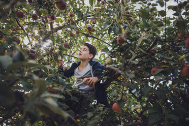 Junge sitzt auf einem Apfelbaum im Obstgarten - CAVF56043