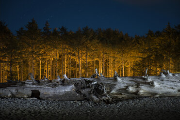 Baumstamm auf Sand am Strand gegen Bäume in der Nacht - CAVF56063