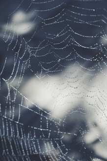 Nahaufnahme eines nassen Spinnennetzes im Freien - CAVF56070