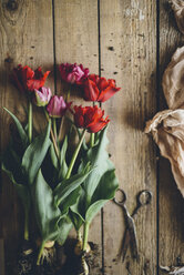 Overhead view of tulips with bulb by scissor on wooden table - CAVF56077