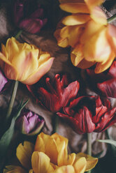 Nahaufnahme von bunten Tulpen - CAVF56078