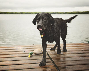 Nasser Hund auf Pier gegen See - CAVF56141