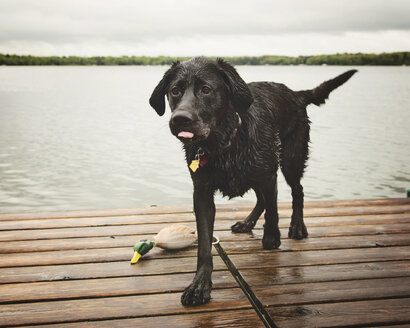 Wet dog on pier against lake - CAVF56141