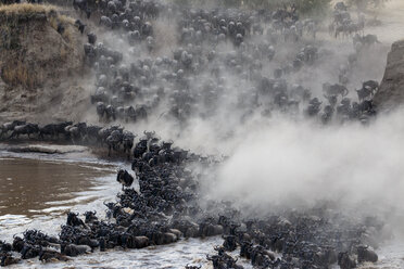 Herd of migrating wildebeest crossing river at Serengeti National Park - CAVF56154